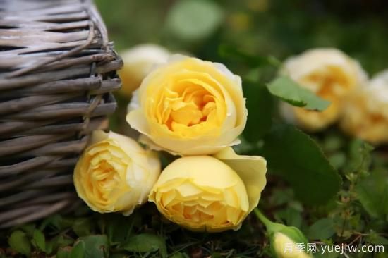 強(qiáng)烈推薦的11種月季花，陽臺(tái)變花園不是夢(mèng)(圖9)