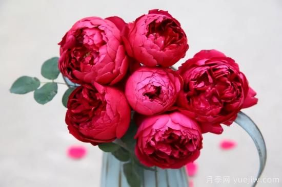 強(qiáng)烈推薦的11種月季花，陽臺(tái)變花園不是夢(mèng)(圖10)