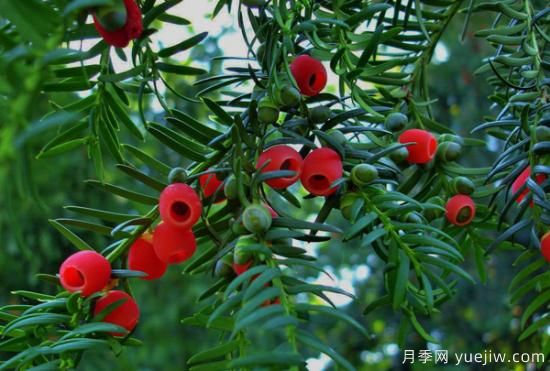 紅豆杉價格多少錢一棵？南陽紅豆杉樹苗價格(圖1)