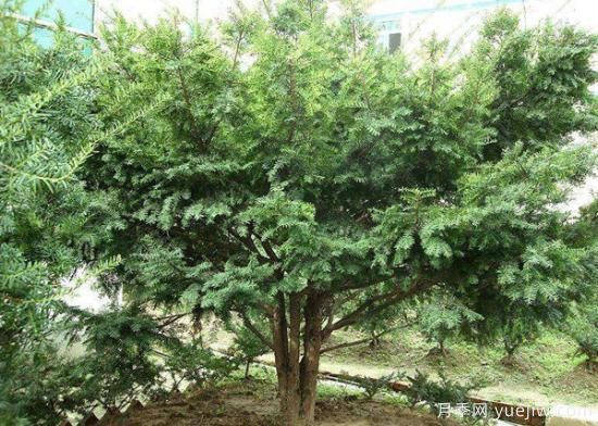 紅豆杉價格多少錢一棵？南陽紅豆杉樹苗價格(圖3)