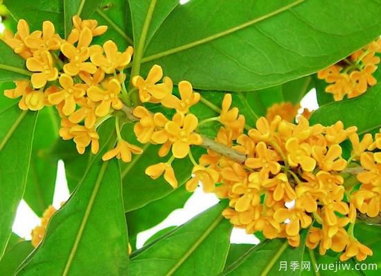影響桂花樹開花的因素有哪些？(圖1)