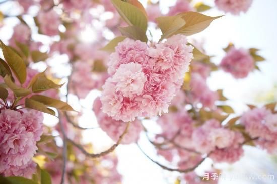 中國(guó)本土40個(gè)花卉品種介紹，我國(guó)是世界花園之母(圖18)