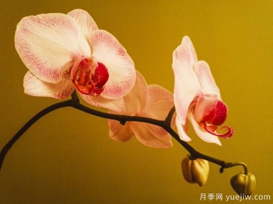 中國(guó)本土40個(gè)花卉品種介紹，我國(guó)是世界花園之母(圖20)