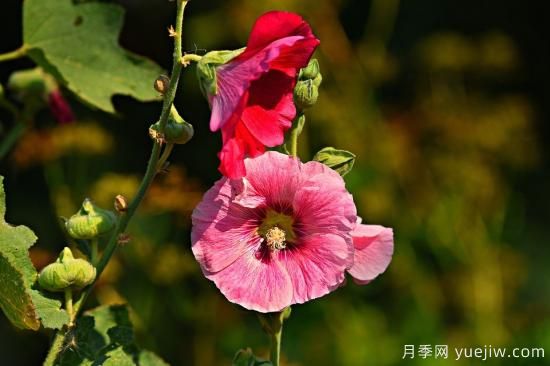 中國(guó)本土40個(gè)花卉品種介紹，我國(guó)是世界花園之母(圖19)