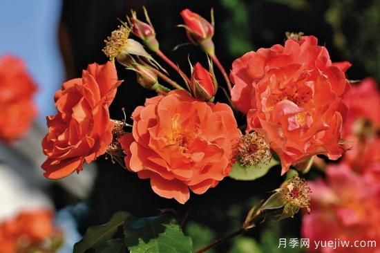 中國(guó)本土40個(gè)花卉品種介紹，我國(guó)是世界花園之母(圖23)