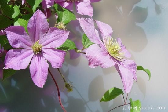 中國(guó)本土40個(gè)花卉品種介紹，我國(guó)是世界花園之母(圖22)