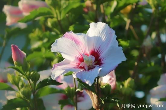 中國(guó)本土40個(gè)花卉品種介紹，我國(guó)是世界花園之母(圖25)