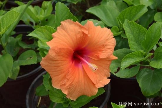 中國(guó)本土40個(gè)花卉品種介紹，我國(guó)是世界花園之母(圖26)