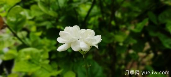 中國(guó)本土40個(gè)花卉品種介紹，我國(guó)是世界花園之母(圖28)