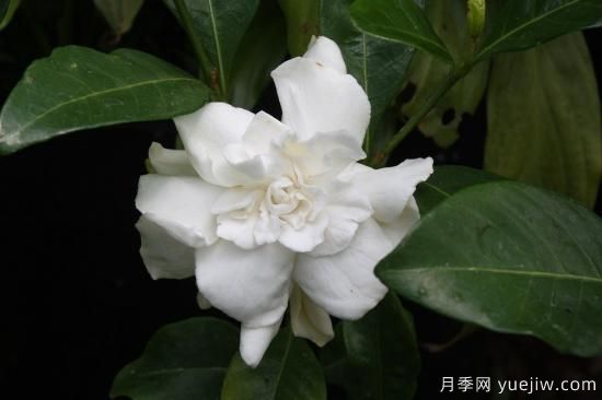 中國(guó)本土40個(gè)花卉品種介紹，我國(guó)是世界花園之母(圖29)