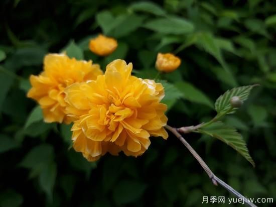 中國(guó)本土40個(gè)花卉品種介紹，我國(guó)是世界花園之母(圖31)