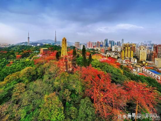 廣州常見花木，花城看花都看什么花(圖1)