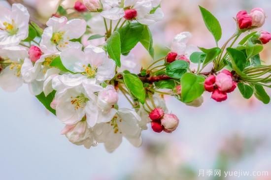 中國(guó)本土40個(gè)花卉品種介紹，我國(guó)是世界花園之母(圖32)