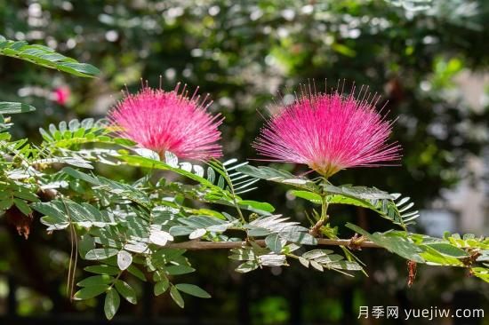 中國(guó)本土40個(gè)花卉品種介紹，我國(guó)是世界花園之母(圖33)