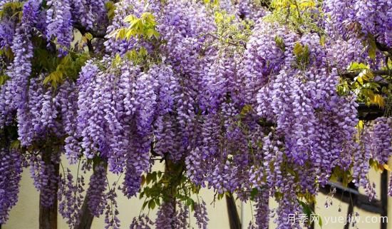 中國(guó)本土40個(gè)花卉品種介紹，我國(guó)是世界花園之母(圖34)