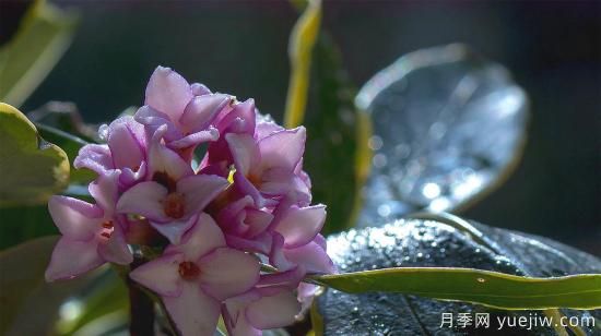 中國(guó)本土40個(gè)花卉品種介紹，我國(guó)是世界花園之母(圖35)