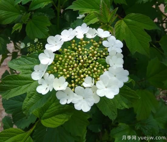 中國(guó)本土40個(gè)花卉品種介紹，我國(guó)是世界花園之母(圖36)