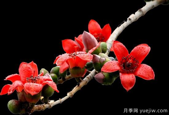 中國(guó)本土40個(gè)花卉品種介紹，我國(guó)是世界花園之母(圖37)