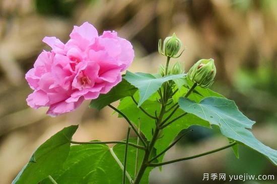 中國(guó)本土40個(gè)花卉品種介紹，我國(guó)是世界花園之母(圖38)