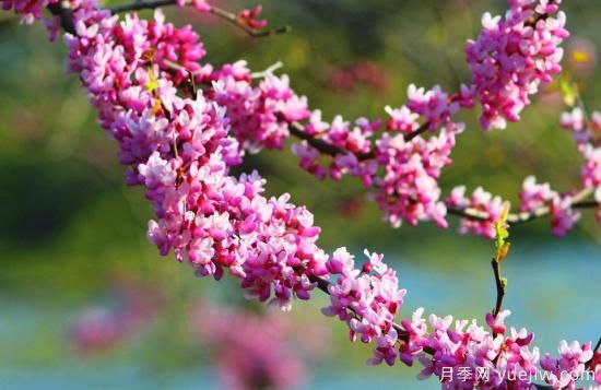 中國(guó)本土40個(gè)花卉品種介紹，我國(guó)是世界花園之母(圖39)