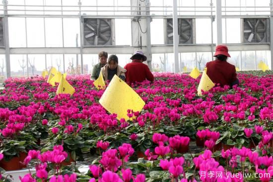 揚州高郵：每天發(fā)貨30萬株，花工廠綻放鄉(xiāng)村振興致富花(圖1)