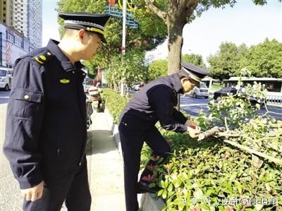 南陽中州路綠化帶樹狀月季遭腰斬 是誰辣手摧花？(圖1)