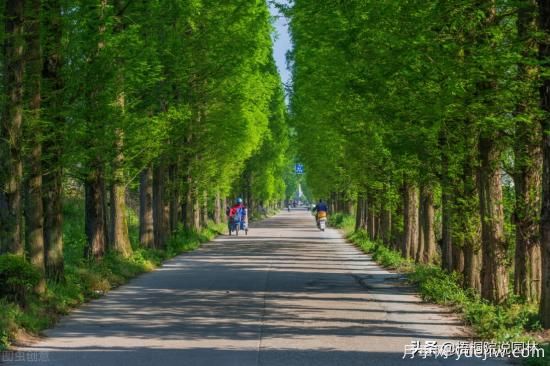 12種常見的行道樹樹種，你家鄉(xiāng)的行道樹是什么(圖1)