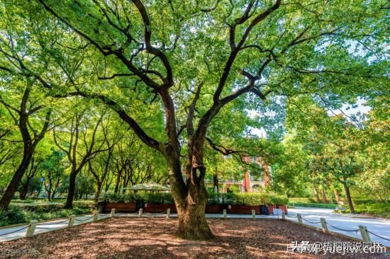 12種常見的行道樹樹種，你家鄉(xiāng)的行道樹是什么(圖3)