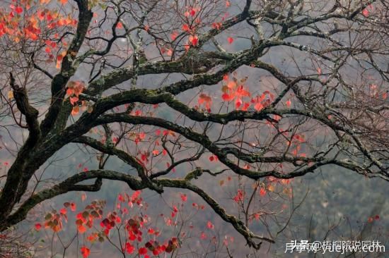 12種常見的行道樹樹種，你家鄉(xiāng)的行道樹是什么(圖5)