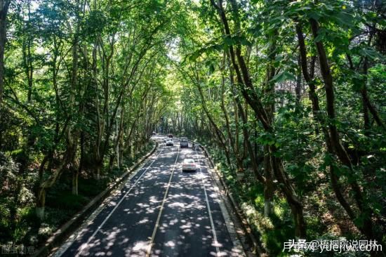 12種常見的行道樹樹種，你家鄉(xiāng)的行道樹是什么(圖6)