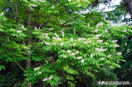12種常見的行道樹樹種，你家鄉(xiāng)的行道樹是什么(圖9)