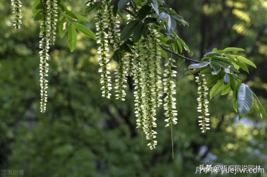 12種常見的行道樹樹種，你家鄉(xiāng)的行道樹是什么(圖10)