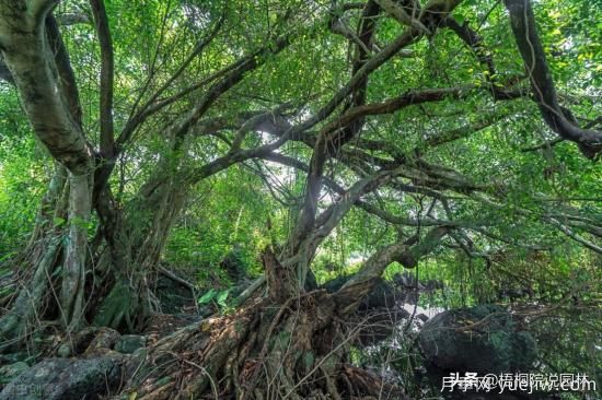 12種常見的行道樹樹種，你家鄉(xiāng)的行道樹是什么(圖11)
