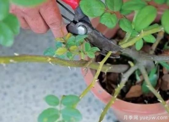 天冷了就給月季修剪？月季具體修剪的時(shí)間和方法(圖1)