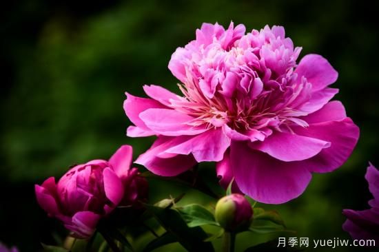 中國(guó)本土40個(gè)花卉品種介紹，我國(guó)是世界花園之母(圖2)