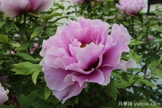 中國(guó)本土40個(gè)花卉品種介紹，我國(guó)是世界花園之母(圖1)