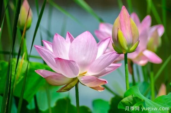 中國(guó)本土40個(gè)花卉品種介紹，我國(guó)是世界花園之母(圖3)