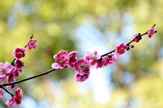 中國(guó)本土40個(gè)花卉品種介紹，我國(guó)是世界花園之母(圖4)