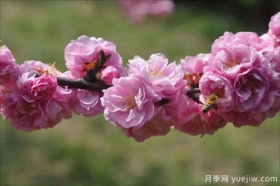 中國(guó)本土40個(gè)花卉品種介紹，我國(guó)是世界花園之母(圖5)