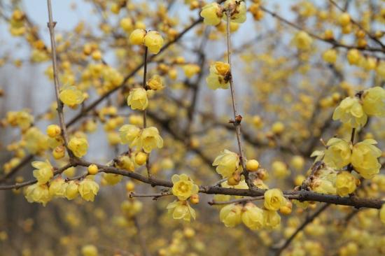 中國(guó)本土40個(gè)花卉品種介紹，我國(guó)是世界花園之母(圖6)