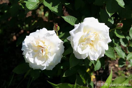 熱門10種月季，開(kāi)成花海開(kāi)成瀑布開(kāi)花不斷(圖6)