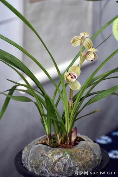 中國(guó)本土40個(gè)花卉品種介紹，我國(guó)是世界花園之母(圖8)