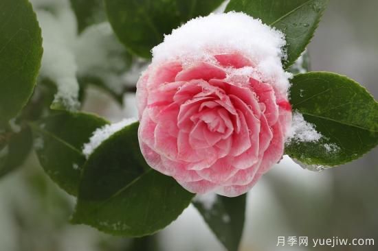 中國(guó)本土40個(gè)花卉品種介紹，我國(guó)是世界花園之母(圖10)