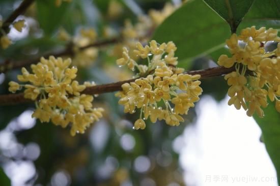 中國(guó)本土40個(gè)花卉品種介紹，我國(guó)是世界花園之母(圖11)