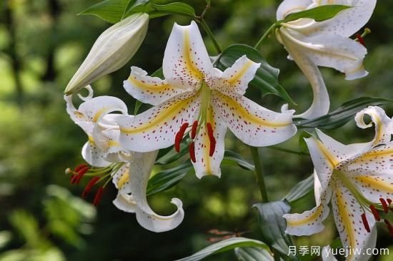 中國(guó)本土40個(gè)花卉品種介紹，我國(guó)是世界花園之母(圖12)