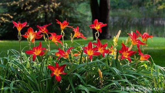 中國(guó)本土40個(gè)花卉品種介紹，我國(guó)是世界花園之母(圖13)