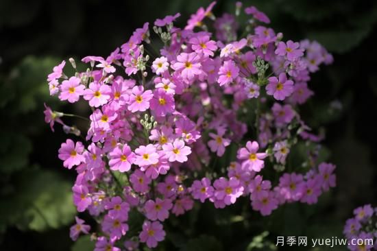 中國(guó)本土40個(gè)花卉品種介紹，我國(guó)是世界花園之母(圖15)