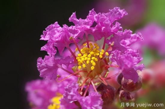 中國(guó)本土40個(gè)花卉品種介紹，我國(guó)是世界花園之母(圖14)