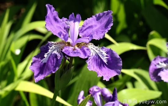 中國(guó)本土40個(gè)花卉品種介紹，我國(guó)是世界花園之母(圖16)