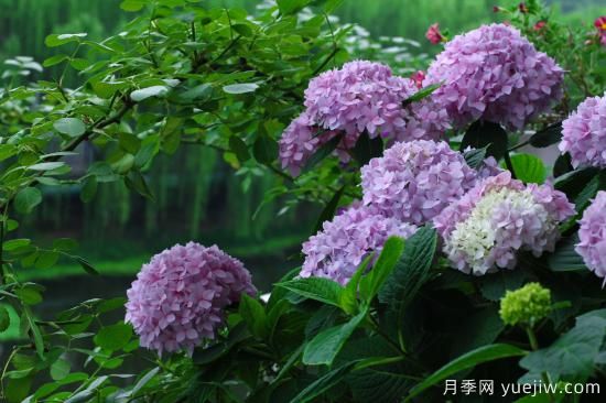 中國(guó)本土40個(gè)花卉品種介紹，我國(guó)是世界花園之母(圖17)